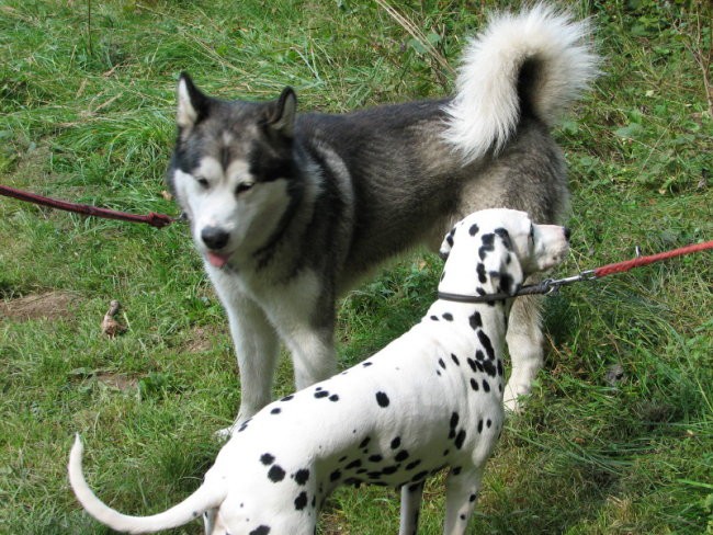 Agility tekma v Kočevju - foto povečava