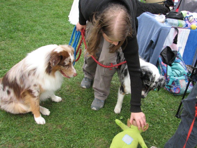 Agility tekma v KD Naklo - foto povečava