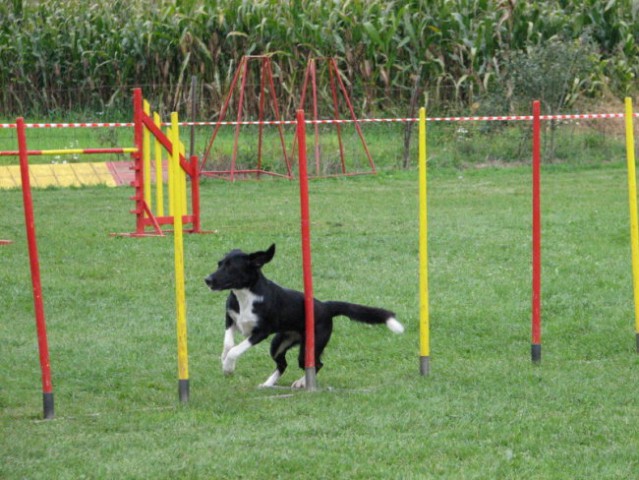 Agility tekma v KD Naklo - foto
