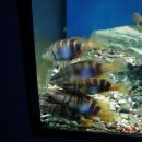 akvarij-Umag