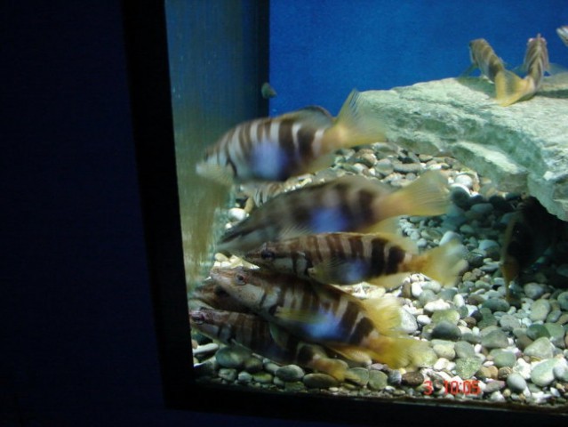 Akvarij-Umag - foto
