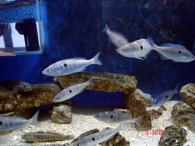 Akvarij-Umag - foto povečava