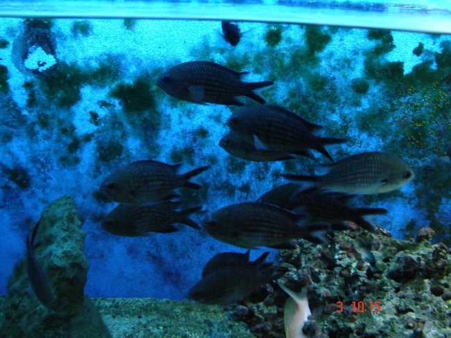 Akvarij-Umag - foto povečava