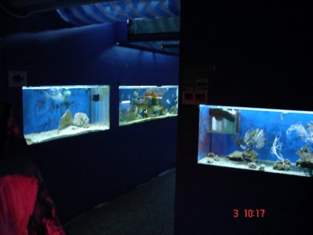 Akvarij-Umag - foto