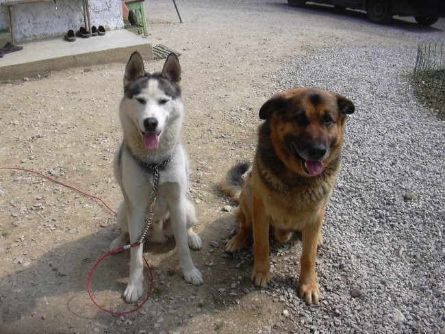 To sta dva izmed naših psov; Runo (desni) in Sky.