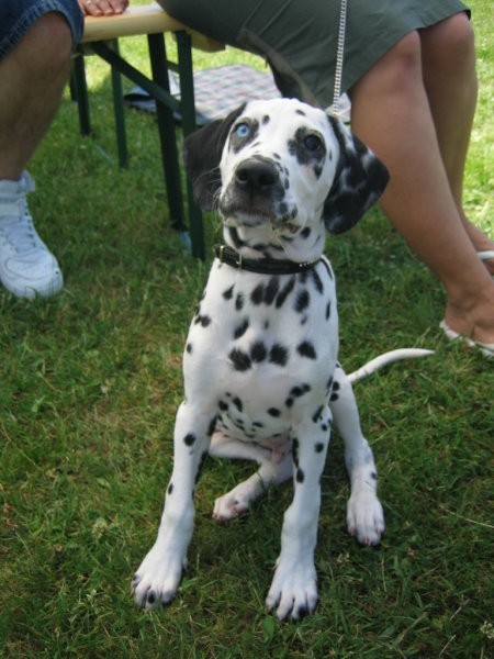 Drag sg - foto povečava