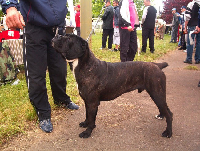 Lotar Custodi Nos na izlozbi u Kikindi