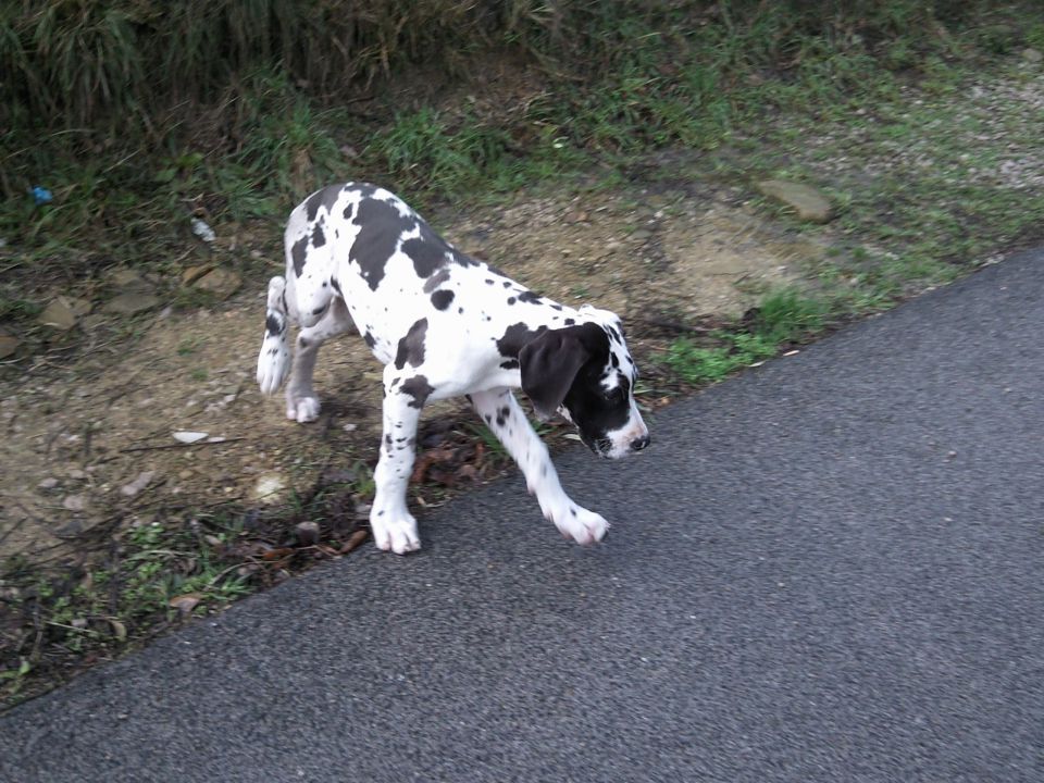 ščeneta - foto povečava