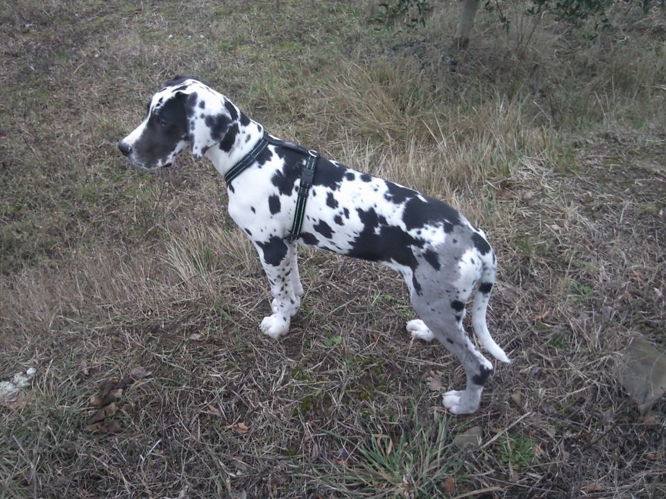 ščeneta - foto povečava