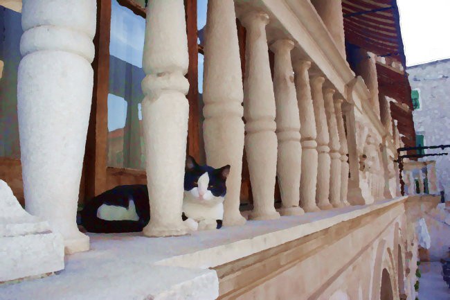 Šibenik-glavna mačka na magistratu
