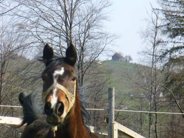 Konji - foto povečava