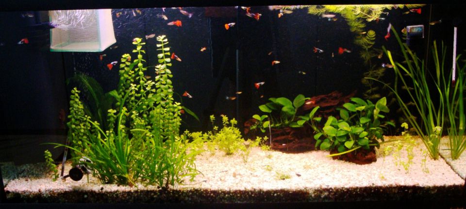 Celoten akvarij