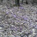 spomladanski žafrani prekrivajo suho listje