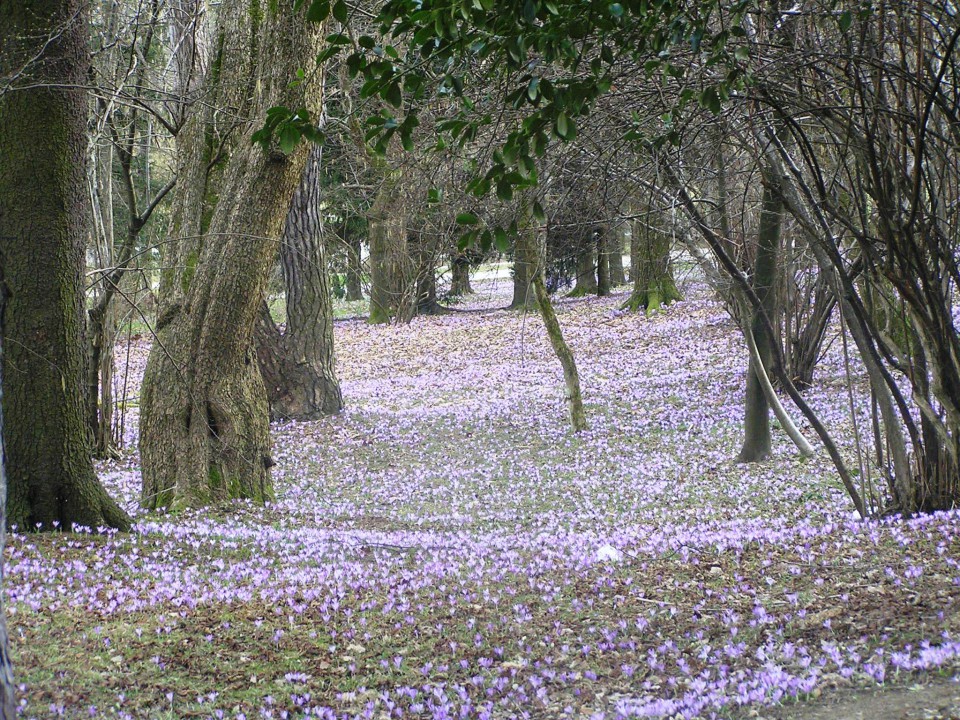 Pomladni sprehodi - foto povečava