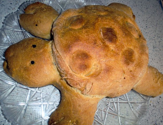 Kruh želvica