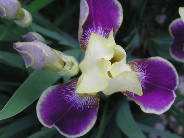 Irisi cvetijo