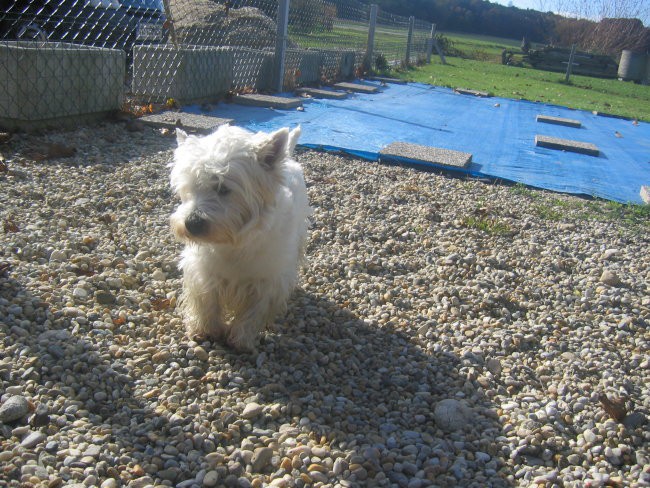 Pozdravite najlepšega psa v celi Boračevi,Sloveniji,Evropi in na celem svetu!