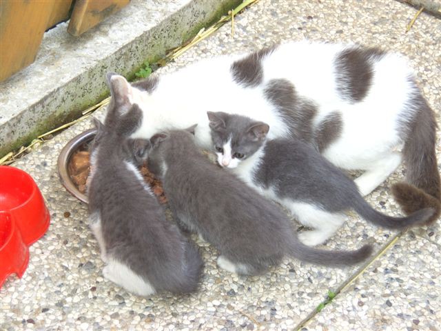 Mame muce ni več, bila je povožena. Mladiči so že sterilizirani, žal so zelo plašni in bod