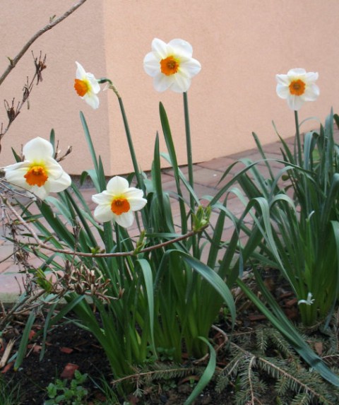 Rastline - cvetje - foto