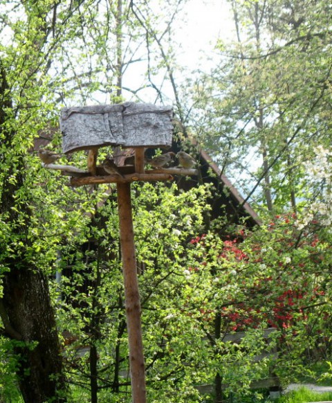 Rastline - cvetje - foto