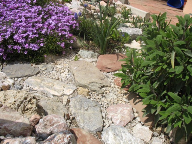 Rastline - cvetje - foto