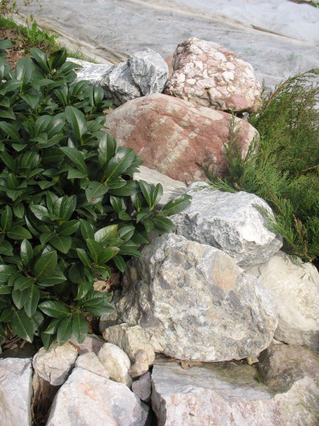 Rastline - cvetje - foto
