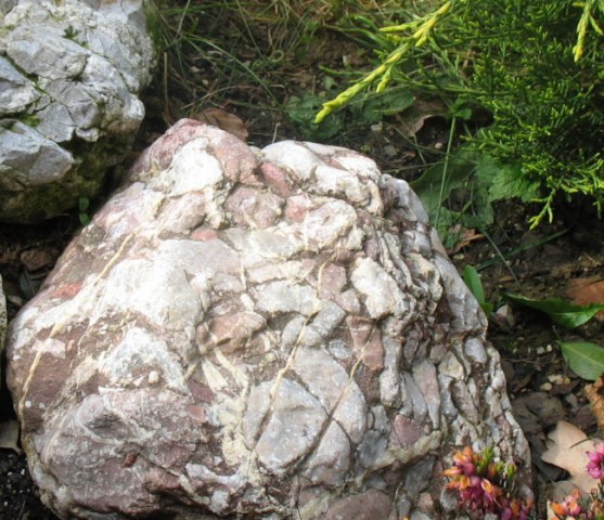 Rastline - cvetje - foto