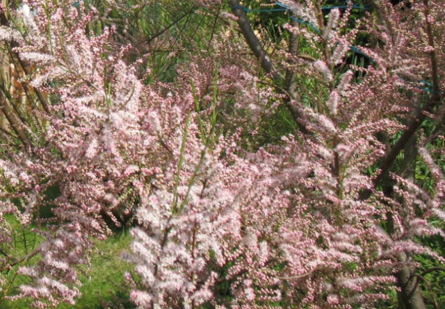 Tamariska