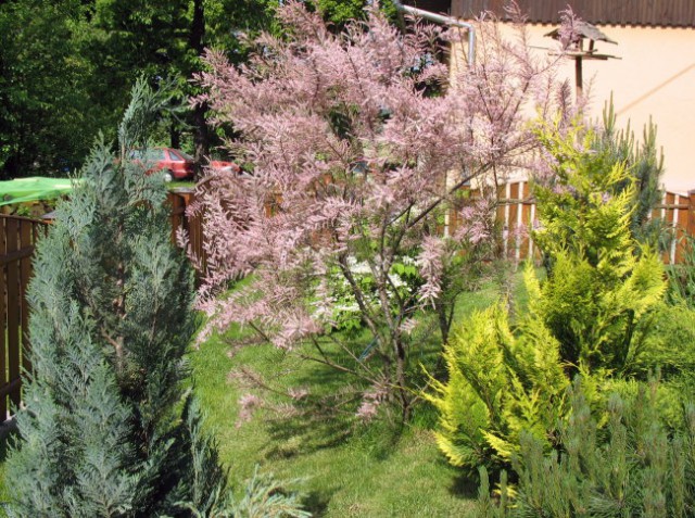 Rastline - cvetje - foto