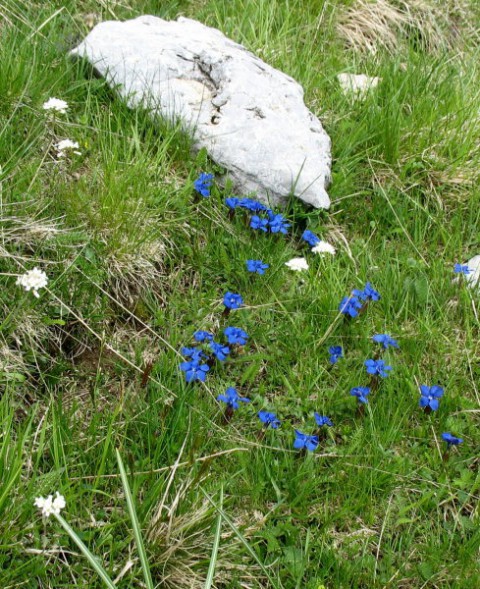 Rastline - cvetje - foto