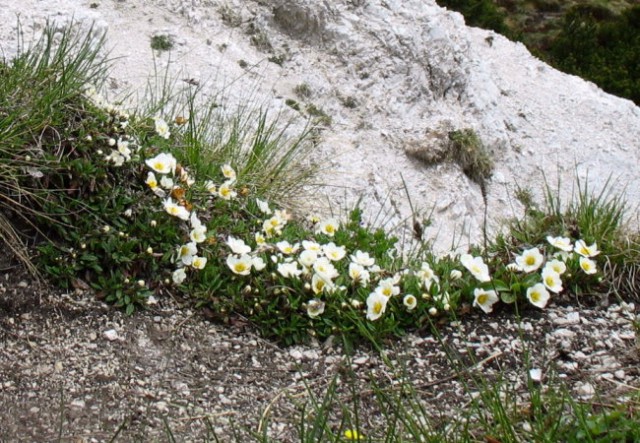 Rastline - cvetje - foto