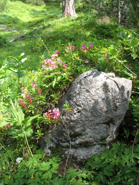 Rastline - cvetje - foto povečava