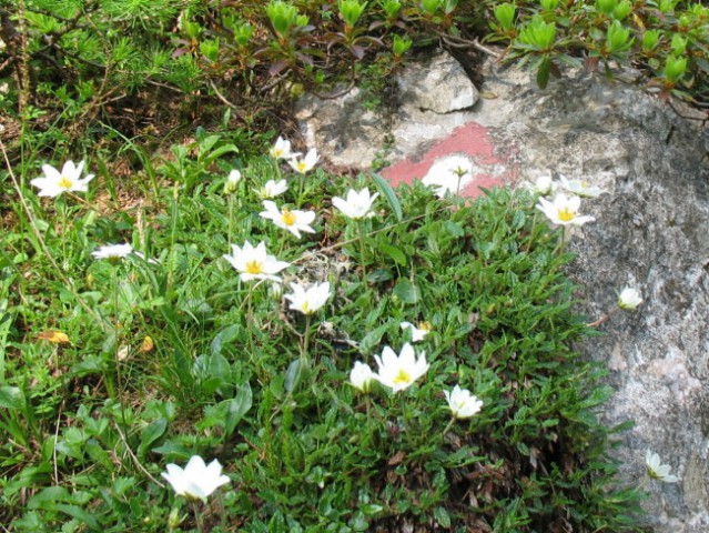 Rastline - cvetje - foto