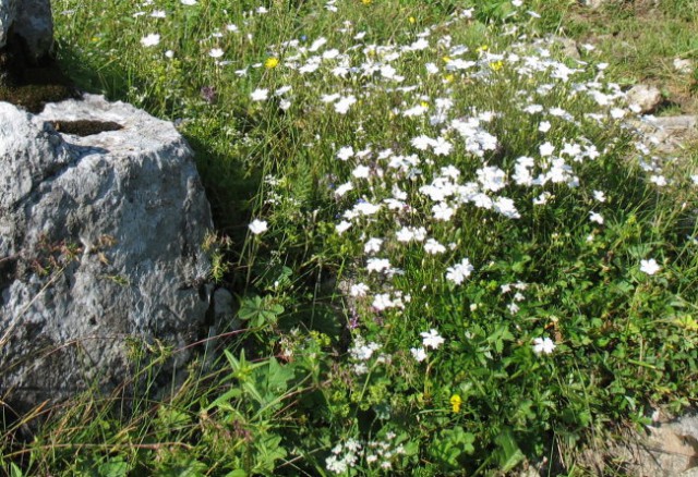 Rastline - cvetje - foto