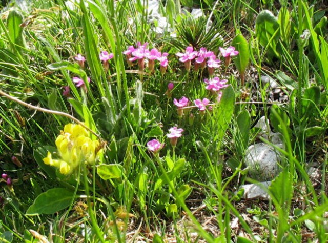 Rastline - cvetje - foto