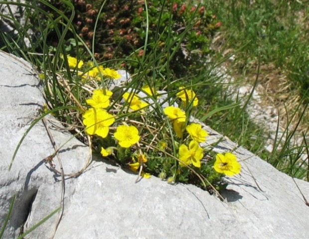Rastline - cvetje - foto