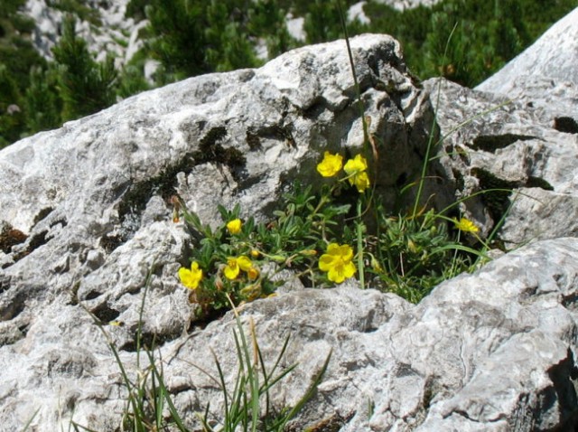 Rastline - cvetje - foto