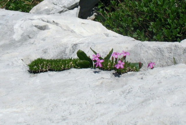 Rastline - cvetje - foto