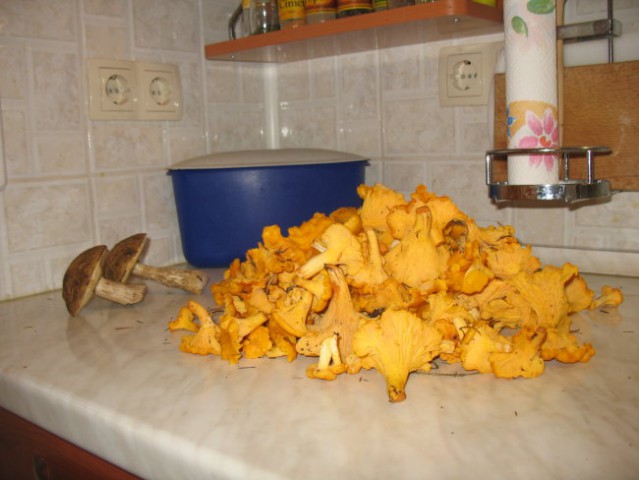 Rastline - cvetje - foto