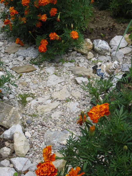 Rastline - cvetje - foto