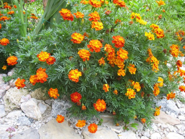 Rastline - cvetje - foto