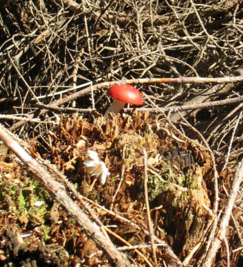 Rastline - cvetje - foto