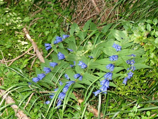 Rastline - cvetje - foto