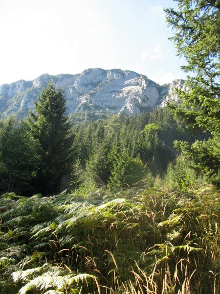 Rastline - cvetje - foto povečava