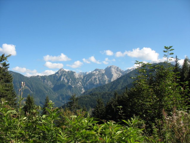 Rastline - cvetje - foto