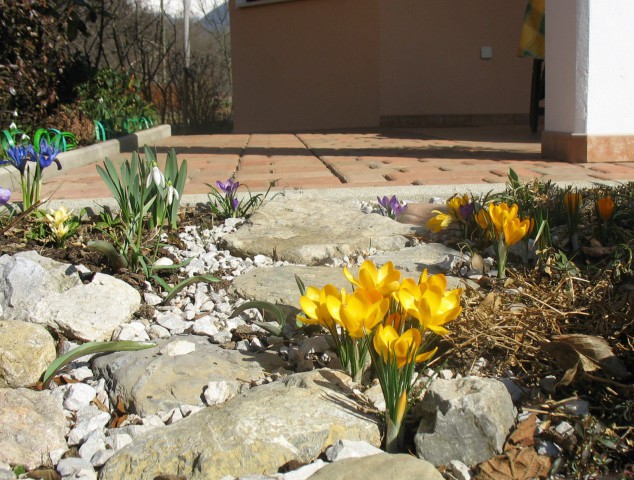 Rastline - cvetje - foto