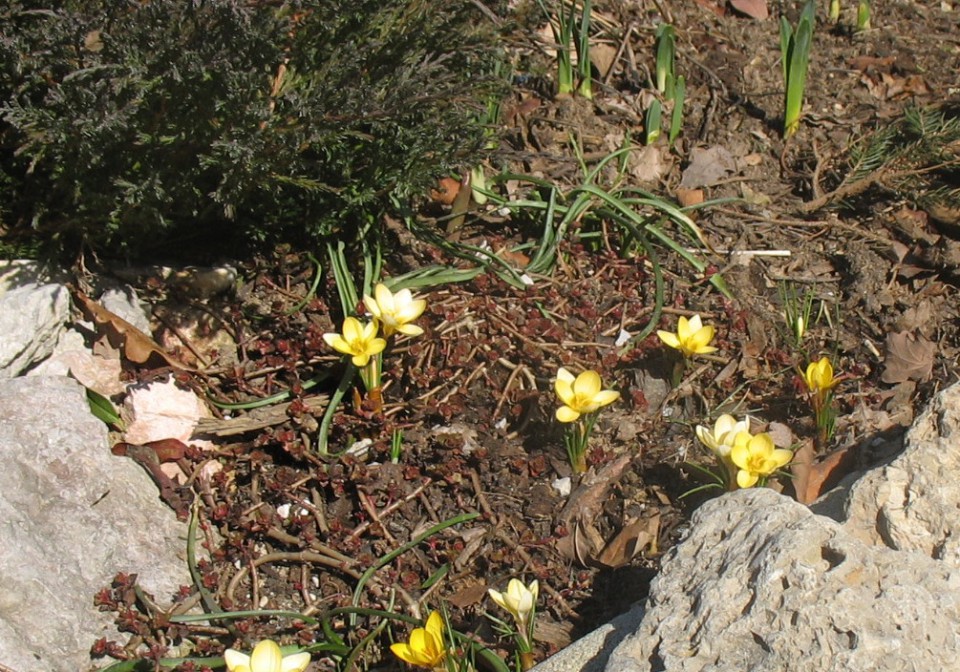 Rastline - cvetje - foto povečava