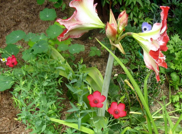Rastline - cvetje - foto