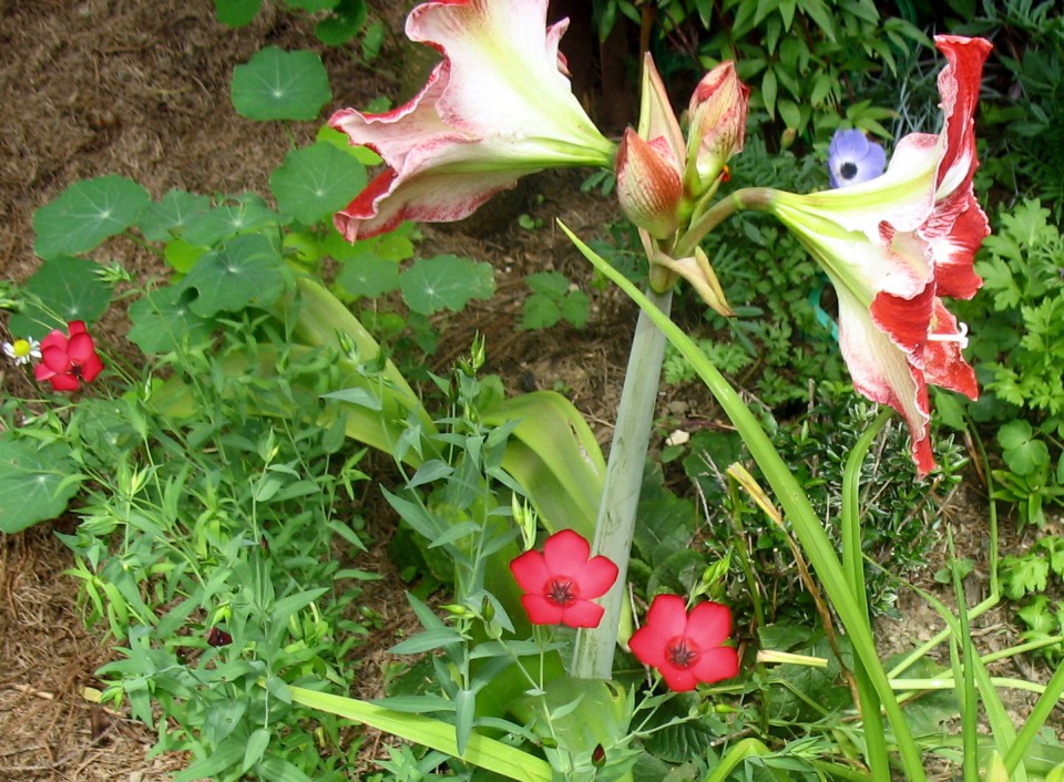 Rastline - cvetje - foto povečava