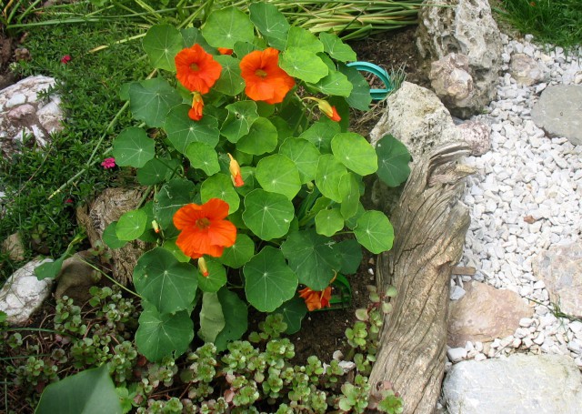 Rastline - cvetje - foto